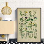vintage herbarium poster 1