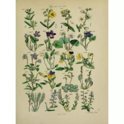 vintage herbarium poster 1