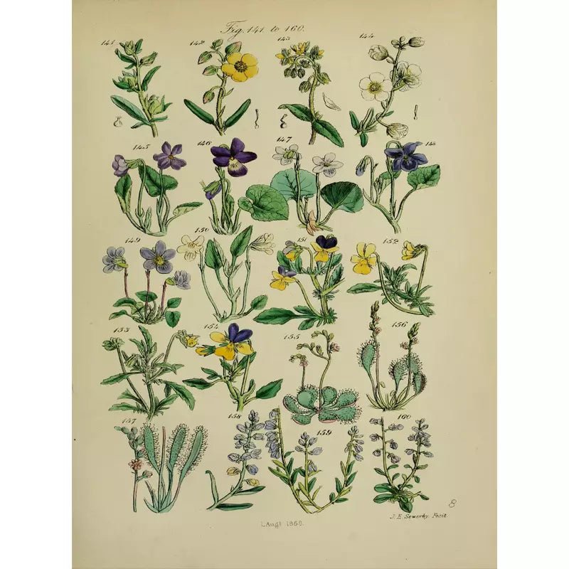 vintage herbarium poster 1 vintage herbarium poster 1