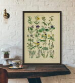 vintage herbarium poster 1
