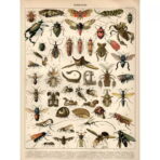 vintage insekten poster