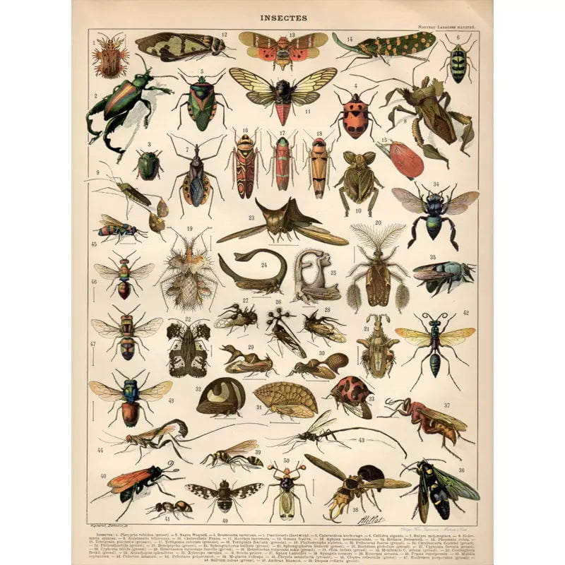 vintage insekten poster vintage insekten poster
