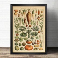 vintage gemuse poster