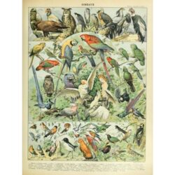 vintage vogel poster 1
