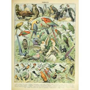 vintage vogel poster 1