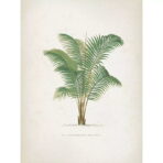 vintage palmen poster