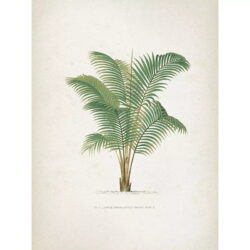 vintage palmen poster