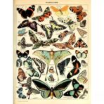 vintage schmetterling poster