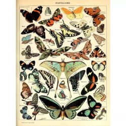 vintage schmetterling poster