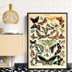 vintage schmetterling poster