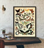 vintage schmetterling poster
