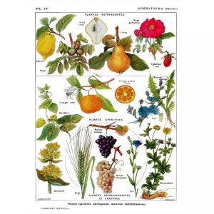 vintage pflanzenplakat