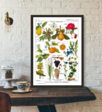 vintage pflanzenplakat
