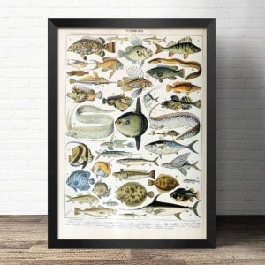 poster vintage fisch