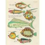 vintage fisch poster