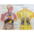 vintage poster menschlicher korper