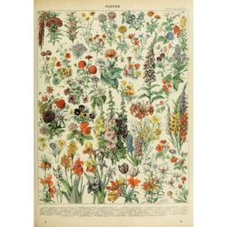 vintage blumen poster 1
