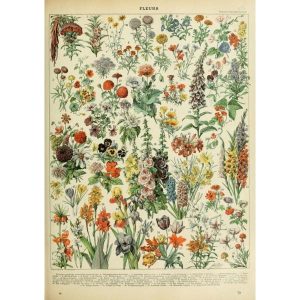 vintage blumen poster 1