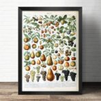 poster frucht