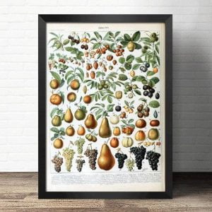 poster frucht