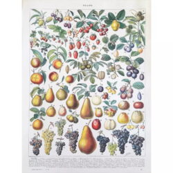 vintage frucht poster