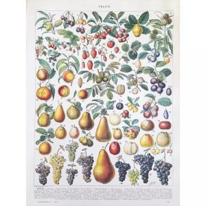 vintage frucht poster
