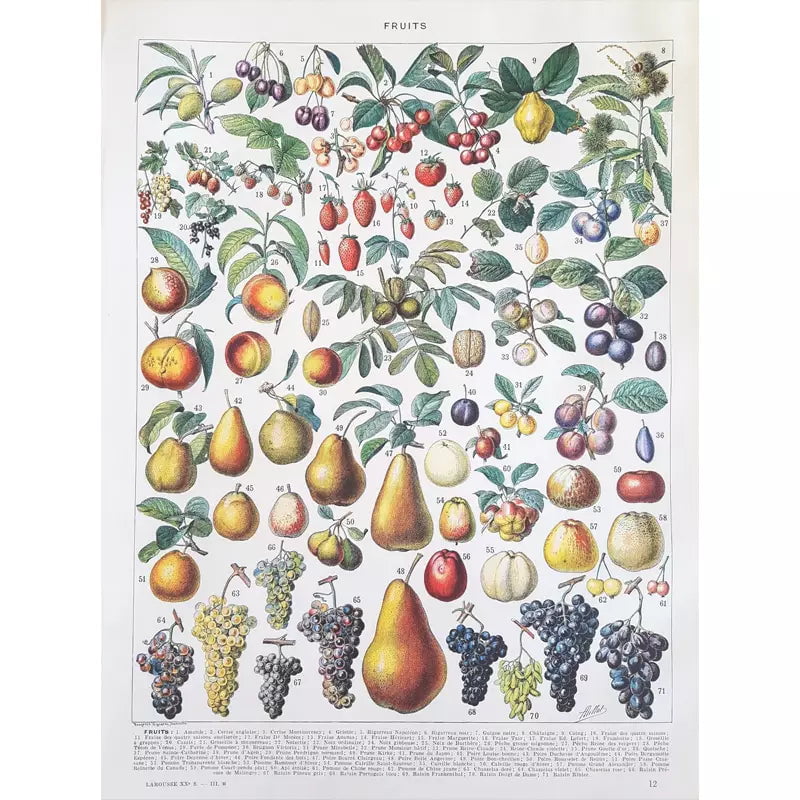 vintage frucht poster vintage frucht poster