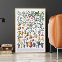 vintage frucht poster