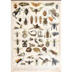 vintage insekten poster 1