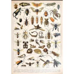 vintage insekten poster 1