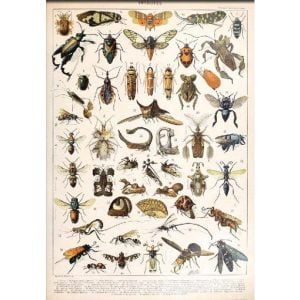 vintage insekten poster 1