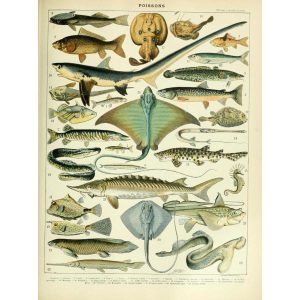 vintage fisch poster 1