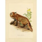 vintage fuchs poster