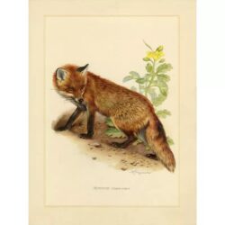 vintage fuchs poster