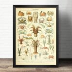 muschelplakat
