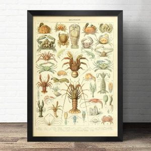 muschelplakat