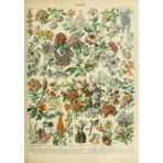 poster blumen vintage