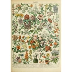 poster blumen vintage