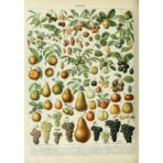 poster frucht