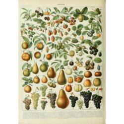 poster frucht