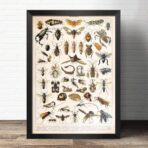 vintage insekten poster 1