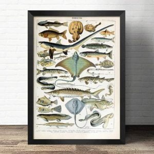 vintage fisch poster 1