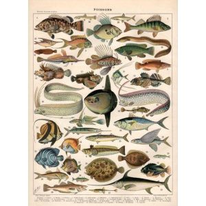 poster vintage fisch
